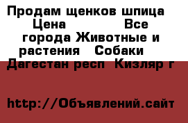 Продам щенков шпица › Цена ­ 20 000 - Все города Животные и растения » Собаки   . Дагестан респ.,Кизляр г.
